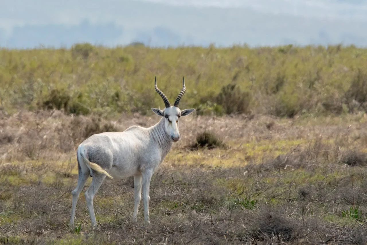 Blesbok blanco - Variante de color blanco rara del blesbok.